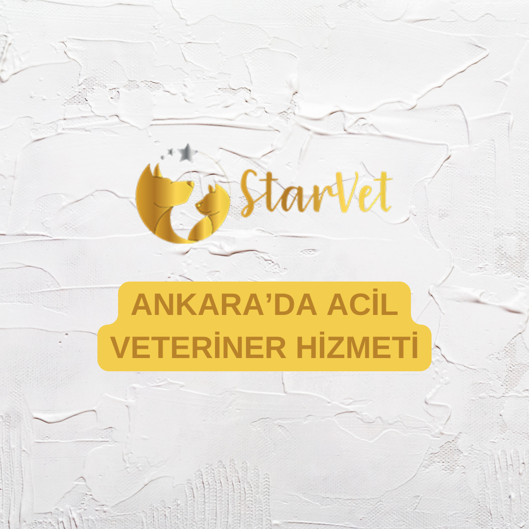  Ankara’da Acil Veteriner Hizmeti