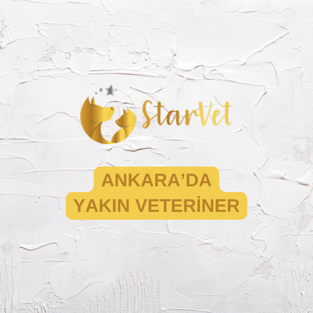 Ankara’da Yakın Veteriner