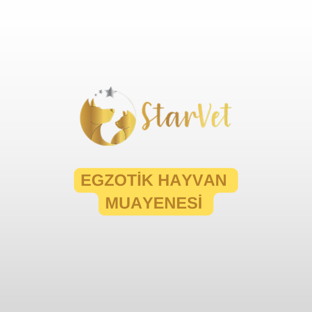  Egzotik Hayvan Muayenesi